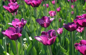 beautiful tulips background 