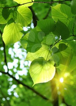 fresh spring foliage of linden tree glowing in sunlight