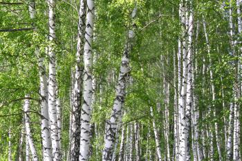 Beautiful birch trees in a summer forest