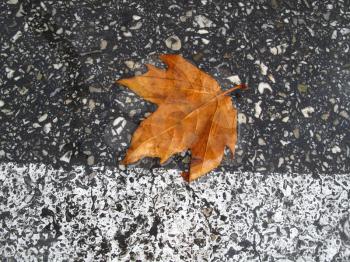 Bright autumn leaf on the wet road