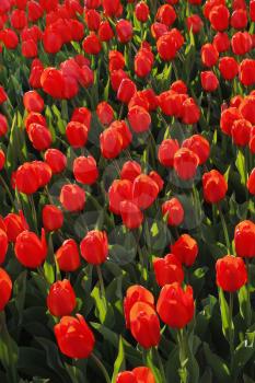 Beautiful red tulips glowing on sunlight, spring natural background