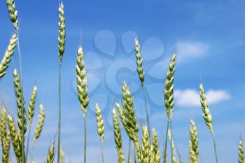 Green wheat ears and blye sky background