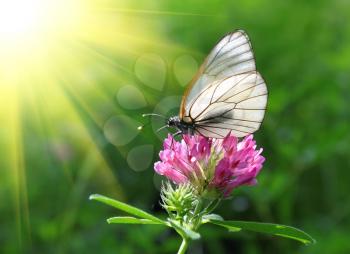 beautiful butterfly on a pink clover
