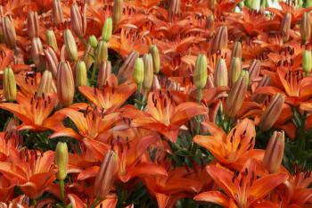 A flower bed of beautiful red lillies 
