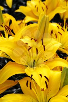 Close-up of beautiful Yellow Lily
