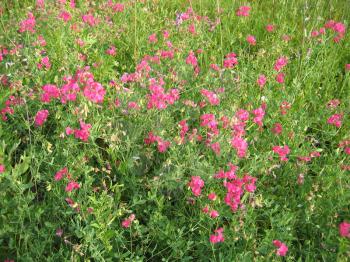 Beautiful pink wild peas flowers background