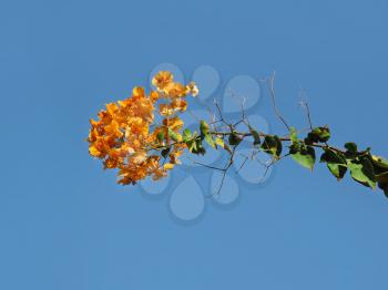 Branch of beautiful bougainvillea flowers on blue sky background                            