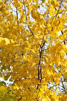 Autumn tree with bright yellow foliage