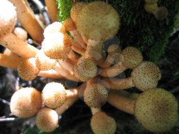 Eatable mushrooms (Honey agarics) close-up