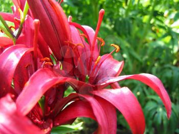 close up of beautiful red lily flowers