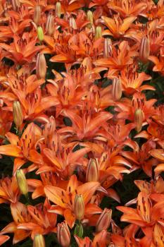 A flower bed of bright red lillies 