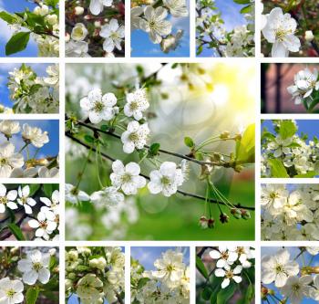 Collage of beautiful flowering trees