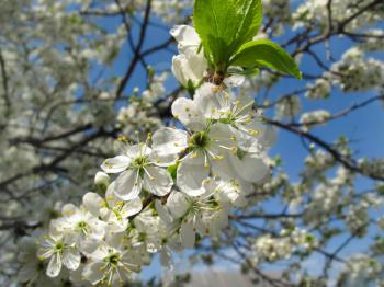 Branch of a flowering fruit tree with beautiful white flowers
