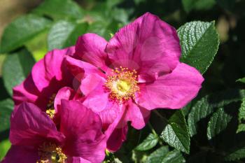 Beautiful flower of a bright Dog Roses