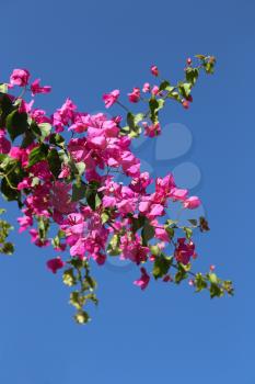 Branch of beautiful bougainvillea flowers on blue sky background