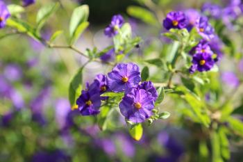 Branch with beautiful purple flowers (Solanum rantonnetii)