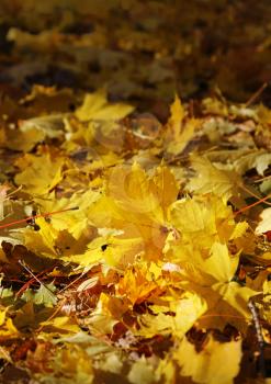 Royalty Free Photo of a Autumn Maple Leaves