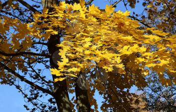 Beautiful yellow foliage of autumn maple