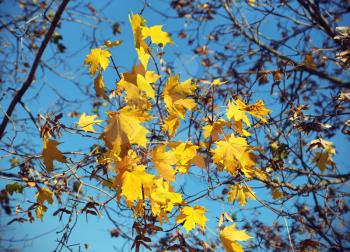 Branch with yellow foliage of autumn maple