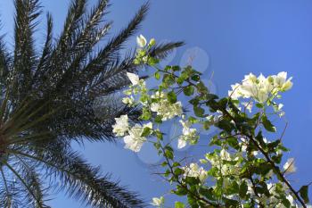 Branches of beautiful white bougainvillea and palm tree in blue sky