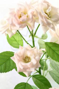 Branch of the delicate tea roses
