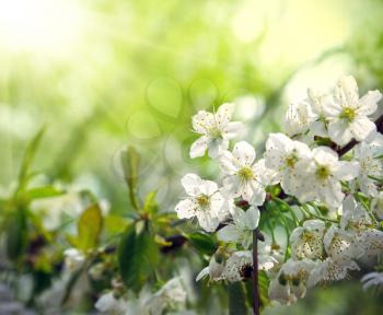 Branch of a flowering spring tree with beautiful white flowers