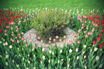 Natural background with tulips flowerbed and bush
