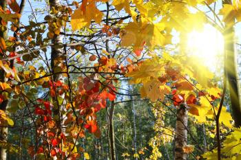Branches of beautiful bright autumn trees with sunlight
