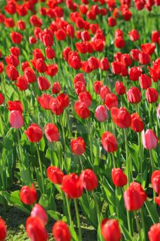 Nature background with beautiful red tulips