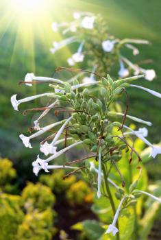 Closeup of fragrant tobacco flowers and sunlight