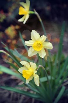 Closeup of beautiful Daffodils (Narcissus)