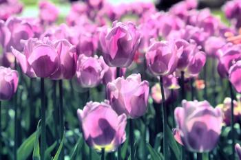 Spring vintage background with beautiful bright tulips