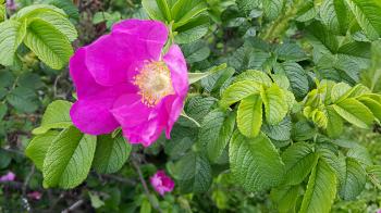 Beautiful flower of a pink dog rose