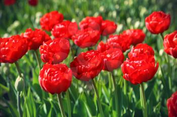 Nature background with beautiful bright red tulips