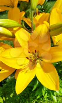 Closeup of beautiful bright yellow lily