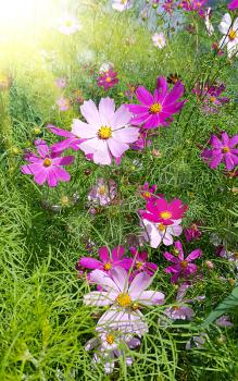 Beautiful Cosmos flowers with bright sunlight
