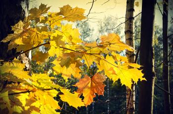 Beautiful bright autumn foliage of maple tree