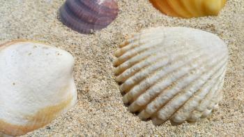 Closeup of sea shells on the sand background