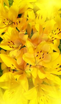 Bright  background of beautiful sunny yellow lily