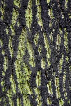 Closeup texture of tree trunk