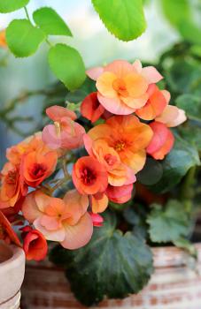 Bright flower of blossoming begonia
