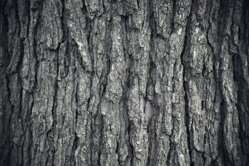 Close up texture of tree trunk