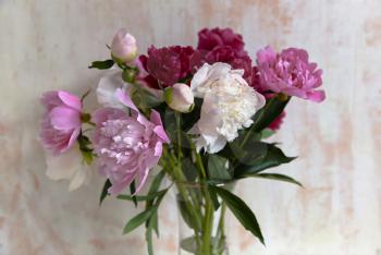 Bouquet of beautiful peonies on wall background 