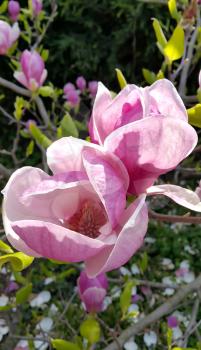 Branch of spring magnolia with beautiful pink flowers 