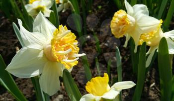 Closeup of beautiful white Daffodils (Narcissus)