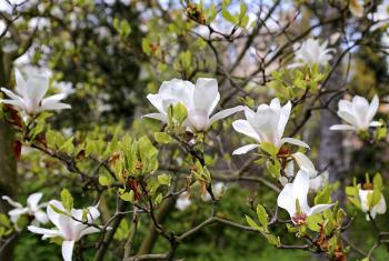 Branches of blooming magnolia with beautiful white flowers 