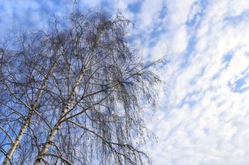 Top of winter birches against a blue sky with white clouds