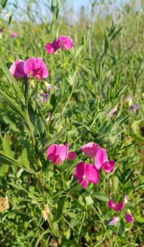 Beautiful pink sweet peas flower growing wild