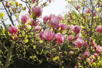 Branches of spring magnolia with beautiful pink flowers 