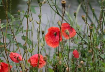 beautiful red poppies on a cloudy day